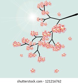Sakura blossoms on a blue background vector