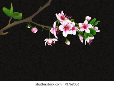 Sakura blossoms with retro background  vector illustration