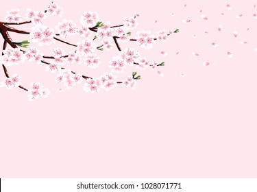 Sakura. A branch of cherry with white flowers in the wind loses petals. Isolated on a pink background. Vector illustration