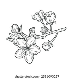 Sakura branch in engraving style. Branch with cherry blossoms and leaves on a white background.