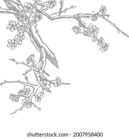 Sakura branch. Flower graphic vector illustration. Hand drawn branch of sakura with blooms.