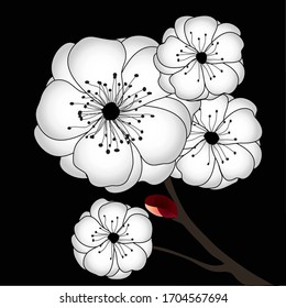Sakura branch with the flowers on a black background, vector image.