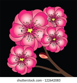 Sakura branch with the flowers, vector image