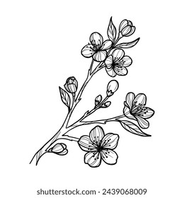 Sakura branch hand drawn, line art vector illustration