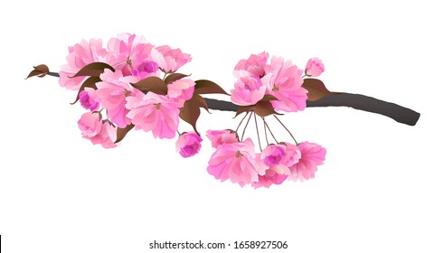 Sakura branch isolated on a white background. Realistic graphics of pink cherry blossoms. Vector illustration of beautiful flowers.