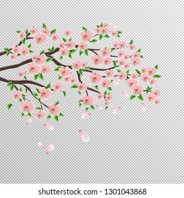 Sakura branch of Japanese cherry tree with beautiful pink flowers. Vector drawing on an isolated background.