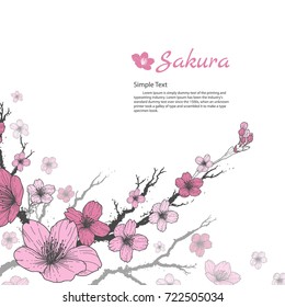 Sakura branch with sweet pink flowers on white background.