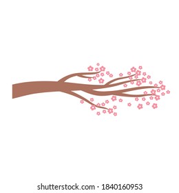 sakura branch tree flowers oriental element decoration vector illustration color design