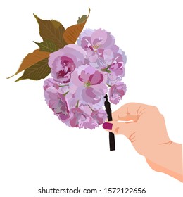 Sakura branch in woman hand, vector illustration isolated on white background. Japanese cherry tree blooming twig. Springtime sakura blossom composition for card, poster etc.