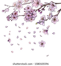 Sakura branches in bloom, petals are falling down. Hand drawn sketch, color vector illustration.