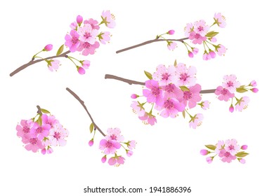 Sakura branches isolated on a white background. Realistic graphics of pink cherry blossoms. Vector illustration for greeting banners and invitations for Valentine's Day. Mother's Day greeting card.