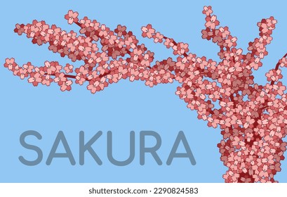 Sakura branches on a blue background. Small pink flowers. Japanese cherry blossom. Sakura text. Spring in Japan. Pink petals, tree, vegetation. Vector illustration.