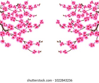 Sakura. Card. Branched branches of cherry blossom spring tree with purple flowers and kidneys on both sides. Isolated on white background. Vector illustration
