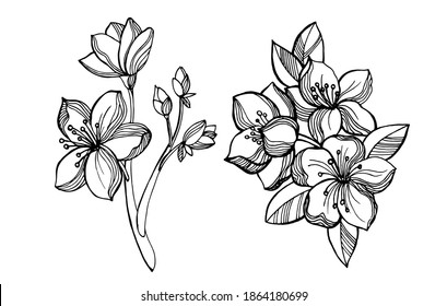 Sakura, flores de cerezo y manzana. Elementos gráficos en blanco y negro: ramas con inflorescencias y flores sakura.