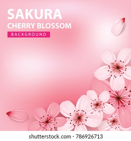 Sakura , Kirschblüten-Hintergrund, Vektorgrafik