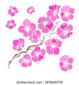 Sakura, cherry blossom branch  illustration . Hand drawn. Isolated element. Vector