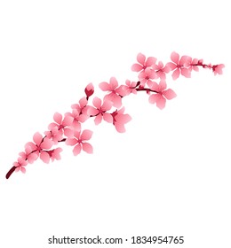 Sakura or cherry blossom, branch with pink flowers, isolated on white background, vector illustration.