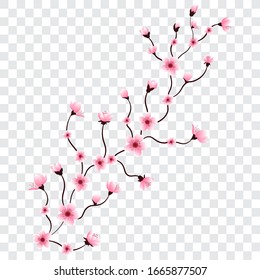 Sakura or cherry blossom branch, vector illustration.