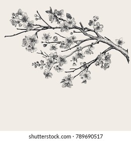 Sakura. Cherry blossom branch. Vector botanical illustration. Black and white