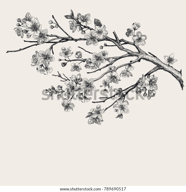 サクラ 桜の枝 ベクター植物イラスト 白黒 のベクター画像素材 ロイヤリティフリー 789690517