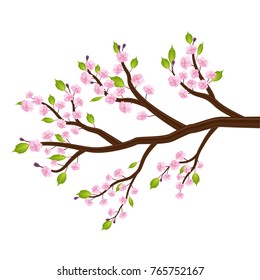 sakura cherry blossom flower leaf tree branch