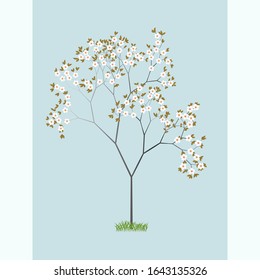 Sakura, cherry blossom tree, symbol of spring, vector illustration