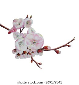 Sakura. Cherry blossoms hand drawn branch.
