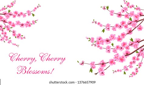 Sakura. Cherry blossoms is located on both sides. Inscription. Isolated on white background. Vector Illustration