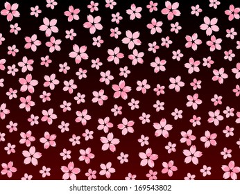 Sakura cherry blossoms at night background
