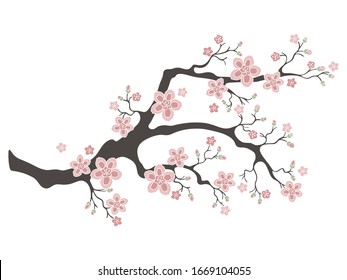 Sakura cherry blossoms. Pink cherry flower blossom branch, peach bloom, sakura branch. Blooming Asian nature. Vector illustration.