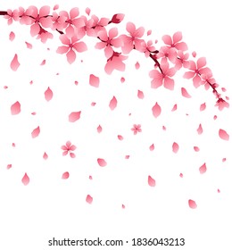 Sakura or cherry branch with flowers, falling petals, isolated, vector illustration.