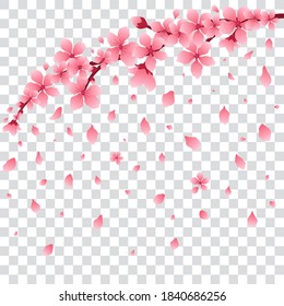 Sakura or cherry branch with flowers, falling petals, isolated, vector illustration.