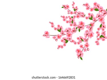 Sakura. Cherry branches with delicate pink flowers, leaves and buds. Isolated on white background vector illustration.