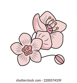 sakura cherry flower icon design isolated