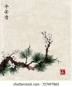 Sakura cherry tree in blossom and green pine tree branch on vintage background. Traditional oriental ink painting sumi-e, u-sin, go-hua. Contains hieroglyphs - peace, tranquility, clarity, beauty