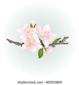 Sakura cherry twig pink  flower with leaves vector illustration 