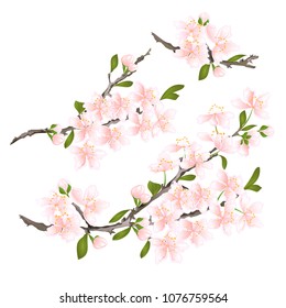Sakura cherry twigs pink  flower with leaves on a white background vintage vector illustration editable hand draw