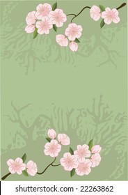 sakura, cherry-tree, vector illustration