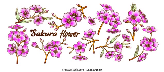 Sakura Collection Tree Branches Set Vintage Vector. Assortment Of Sakura Twigs With Flowers, Buds And Leaves. Engraving Template Pencil Drawn In Retro Style Color Illustrations