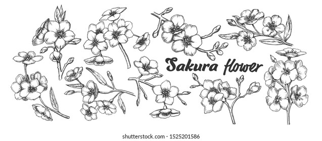 Sakura Collection Tree Branches Set Vintage Vector. Assortment Of Sakura Twigs With Flowers, Buds And Leaves. Engraving Template Pencil Drawn In Retro Style Black And White Illustrations