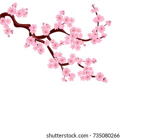 Sakura. A curved branch with delicate flowers and cherry buds. isolated without grid and gradient. vector illustration