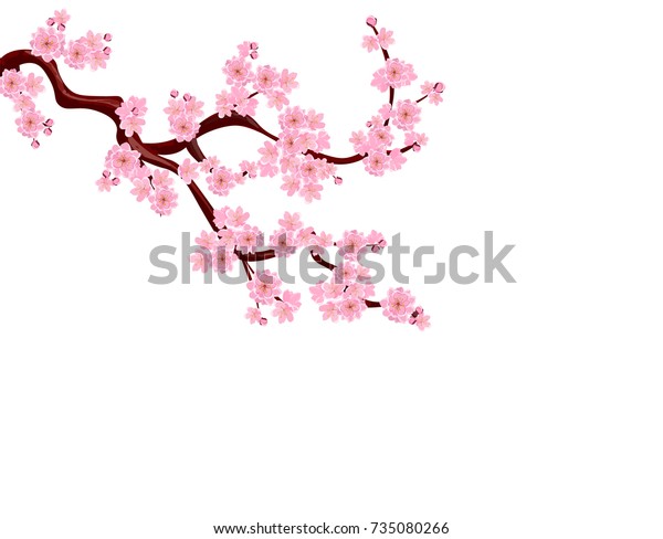 サクラ 華やかな花と桜の芽を持つ曲がった枝 グリッドとグラデーションなしで分離 ベクターイラスト のベクター画像素材 ロイヤリティフリー