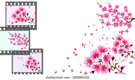 Sakura. curved branches of a cherry tree with purple small flowers and cherry buds and close-up. Frames on a different color background. Vector illustrator