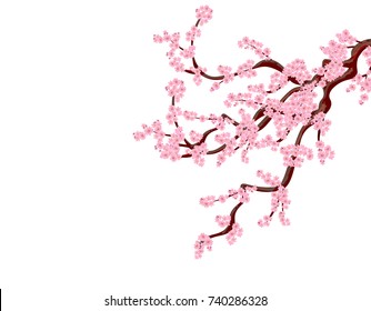 Sakura. A curved tree cherry branches with delicate flowers and cherry buds. isolated without grid and gradient. vector illustration