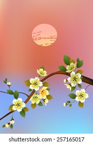 sakura .Evening in the garden blooming cherry