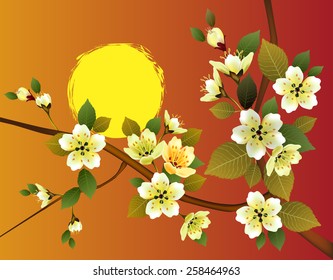 sakura .Evening in the garden blooming cherry