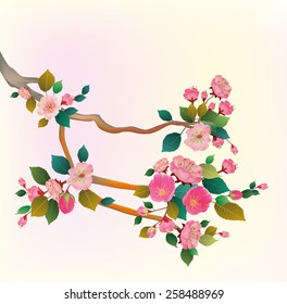 sakura .Evening in the garden blooming cherry