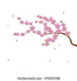 sakura .Evening in the garden blooming cherry