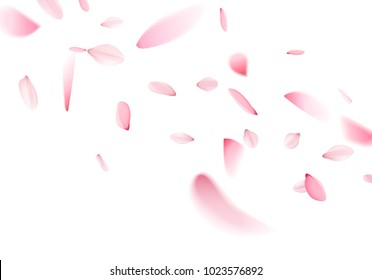 Sakura falling petals on a white background. Vector illustration.