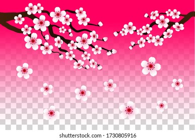 sakura falling petals vector on isolated background. 